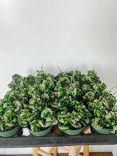 Load image into Gallery viewer, Hoya Carnosa Compacta Hindu Rope