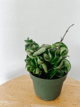 Load image into Gallery viewer, Hoya Carnosa Compacta Hindu Rope