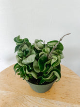 Load image into Gallery viewer, Hoya Carnosa Compacta Hindu Rope