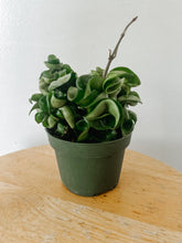 Load image into Gallery viewer, Hoya Carnosa Compacta Hindu Rope