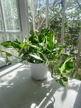 Load image into Gallery viewer, Pothos N Joy ‘Epipremnum Aureum’