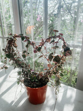 Cargar imagen en el visor de la galería, Variegated String of Hearts Live Plant on Heart Trellis