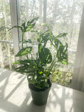 Load image into Gallery viewer, Swiss Cheese Plant (Monstera adansonii)