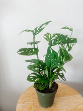 Load image into Gallery viewer, Swiss Cheese Plant (Monstera adansonii)