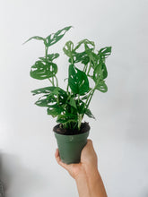 Load image into Gallery viewer, Swiss Cheese Plant (Monstera adansonii)