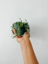Cargar imagen en el visor de la galería, String of Turtles (Peperomia prostrata) – 4” Live Plant