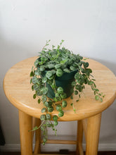 Cargar imagen en el visor de la galería, String of Turtles (Peperomia prostrata) – 4” Live Plant