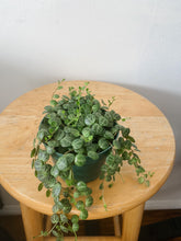 Cargar imagen en el visor de la galería, String of Turtles (Peperomia prostrata) – 4” Live Plant