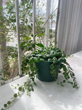 Cargar imagen en el visor de la galería, String of Turtles (Peperomia prostrata) – 4” Live Plant