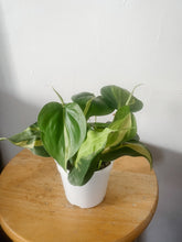 Cargar imagen en el visor de la galería, Philodendron Brasil (Philodendron hederaceum)