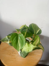 Cargar imagen en el visor de la galería, Philodendron Brasil (Philodendron hederaceum)