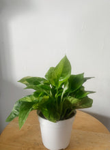 Cargar imagen en el visor de la galería, Pothos ‘Monet Sol’ (Epipremnum aureum)