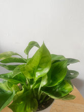 Cargar imagen en el visor de la galería, Pothos ‘Monet Sol’ (Epipremnum aureum)
