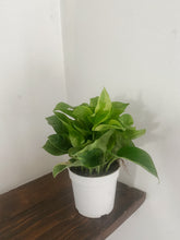 Cargar imagen en el visor de la galería, Pothos ‘Monet Sol’ (Epipremnum aureum)