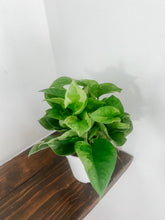 Cargar imagen en el visor de la galería, Pothos ‘Monet Sol’ (Epipremnum aureum)