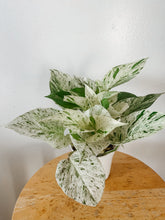 Load image into Gallery viewer, Marble Queen Pothos (Epipremnum aureum)