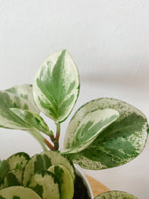 Load image into Gallery viewer, Peperomia obtusifolia ‘Marble’