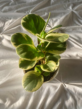 Cargar imagen en el visor de la galería, Variegated Peperomia obtusifolia