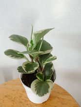 Cargar imagen en el visor de la galería, Variegated Peperomia obtusifolia