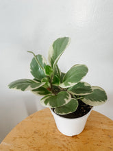 Cargar imagen en el visor de la galería, Variegated Peperomia obtusifolia