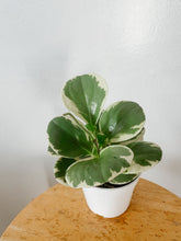 Cargar imagen en el visor de la galería, Variegated Peperomia obtusifolia