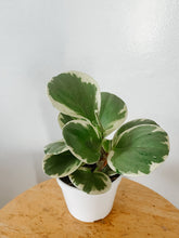 Cargar imagen en el visor de la galería, Variegated Peperomia obtusifolia