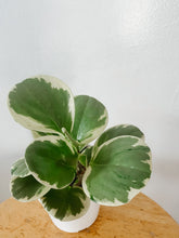 Cargar imagen en el visor de la galería, Variegated Peperomia obtusifolia
