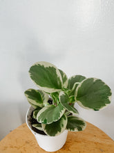 Cargar imagen en el visor de la galería, Variegated Peperomia obtusifolia