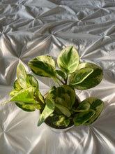 Load image into Gallery viewer, Peperomia obtusifolia ‘Marble’