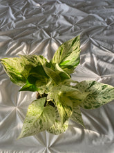 Load image into Gallery viewer, Marble Queen Pothos (Epipremnum aureum)