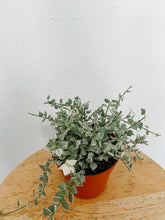 Load image into Gallery viewer, Variegated Million Hearts | Dischidia ruscifolia