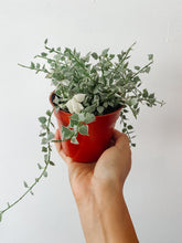 Load image into Gallery viewer, Variegated Million Hearts | Dischidia ruscifolia