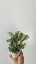 Load image into Gallery viewer, Peperomia obtusifolia ‘Marble’