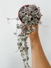 Load image into Gallery viewer, Variegated String of Hearts (Ceropegia woodii 'Variegata')