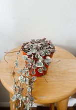 Load image into Gallery viewer, Variegated String of Hearts (Ceropegia woodii 'Variegata')