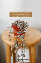 Load image into Gallery viewer, Variegated String of Hearts (Ceropegia woodii 'Variegata')