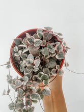 Load image into Gallery viewer, Variegated String of Hearts (Ceropegia woodii 'Variegata')