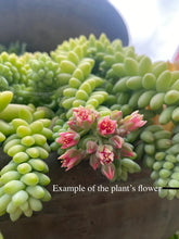 Load image into Gallery viewer, Donkey Tail (Burro’s Tail) – 2” Rooted Sedum Morganianum Succulent