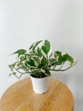Load image into Gallery viewer, Pothos N Joy ‘Epipremnum Aureum’
