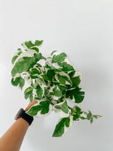 Load image into Gallery viewer, Pothos N Joy ‘Epipremnum Aureum’