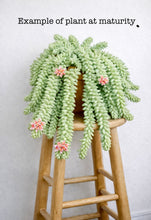 Load image into Gallery viewer, Donkey Tail (Burro’s Tail) – 2” Rooted Sedum Morganianum Succulent