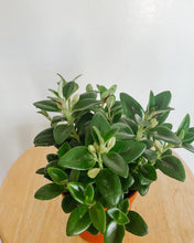 Load image into Gallery viewer, Gold Fish Plant