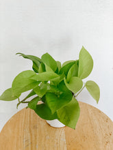 Load image into Gallery viewer, Pothos Neon