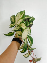 Load image into Gallery viewer, Hoya Carnosa Krimson Princess