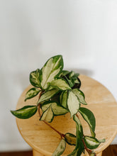 Load image into Gallery viewer, Hoya Carnosa Krimson Princess