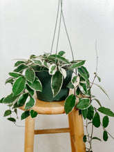 Load image into Gallery viewer, Hoya Carnosa Krimson Queen