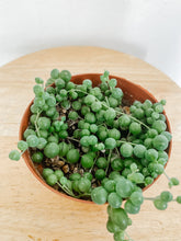 Load image into Gallery viewer, String of Pearls / Curio  Rowleyanus