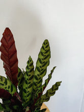 Load image into Gallery viewer, Calathea Lancifolia Rattlesnake