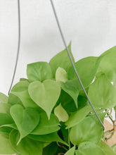 Load image into Gallery viewer, Philodendron Cordatum Lemon Lime