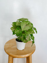 Load image into Gallery viewer, Syngonium Podophyllum Golden